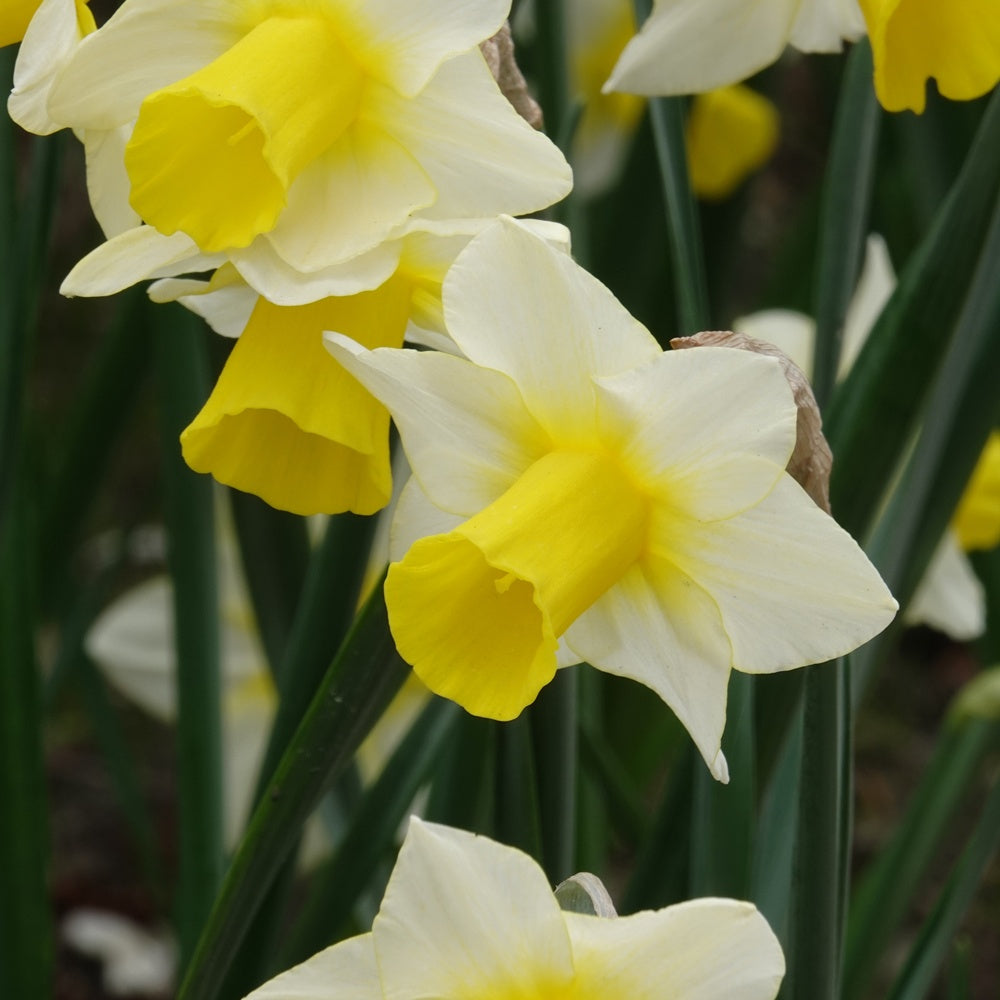 Bakker Narcisses Golden Echo bulbes 7 pièces blanc jaune