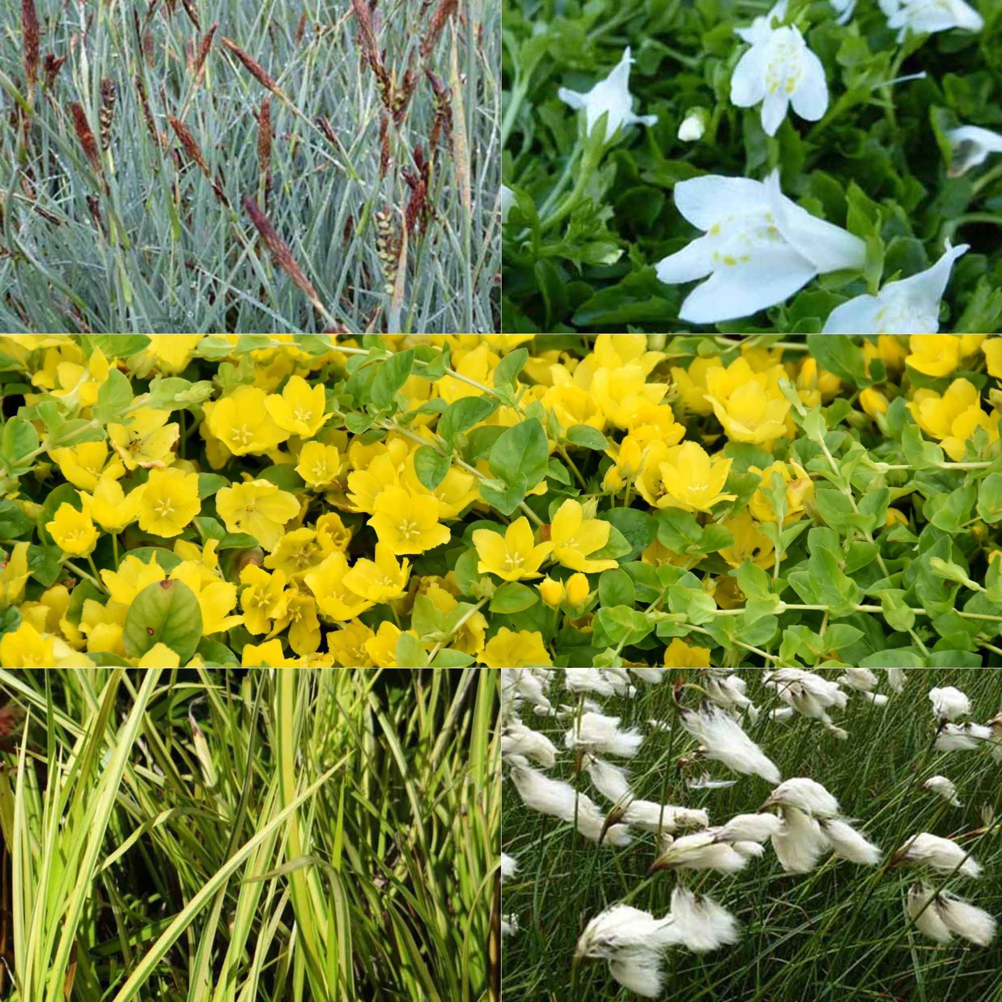 Bakker Plantes de bassin insectes mélange 5 pots Ø9cm vivaces