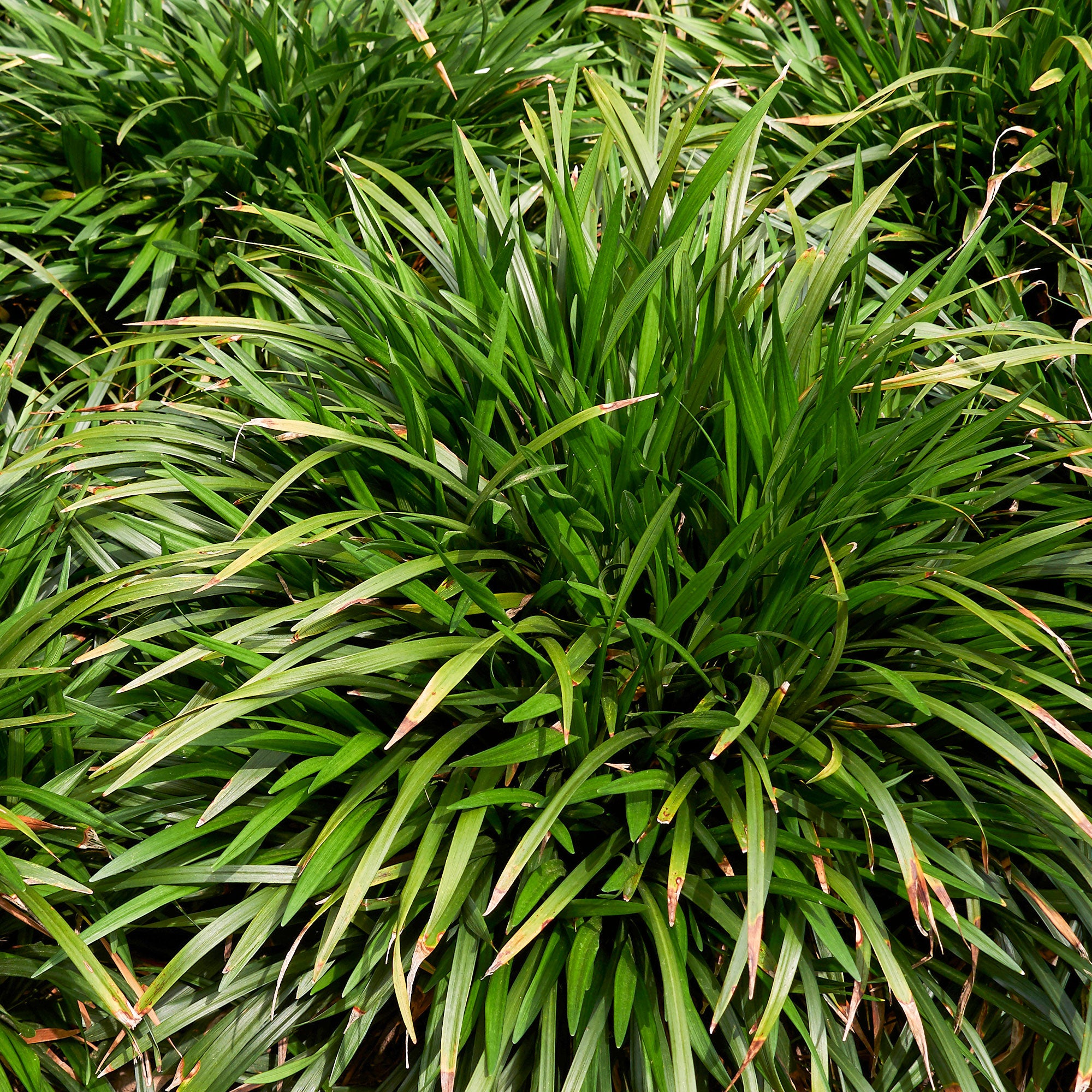 Bakker Liriope Evergreen Giant faux-muscari persistant pot 9cm
