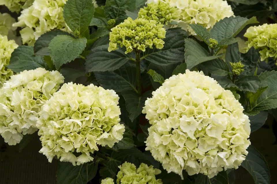 Les Hortensias du Haut Bois Schneeball hortensia boule godet
