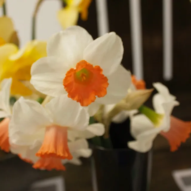 Bakker Bulbes Narcisse Skype blanc orange sachet 5 bulbes