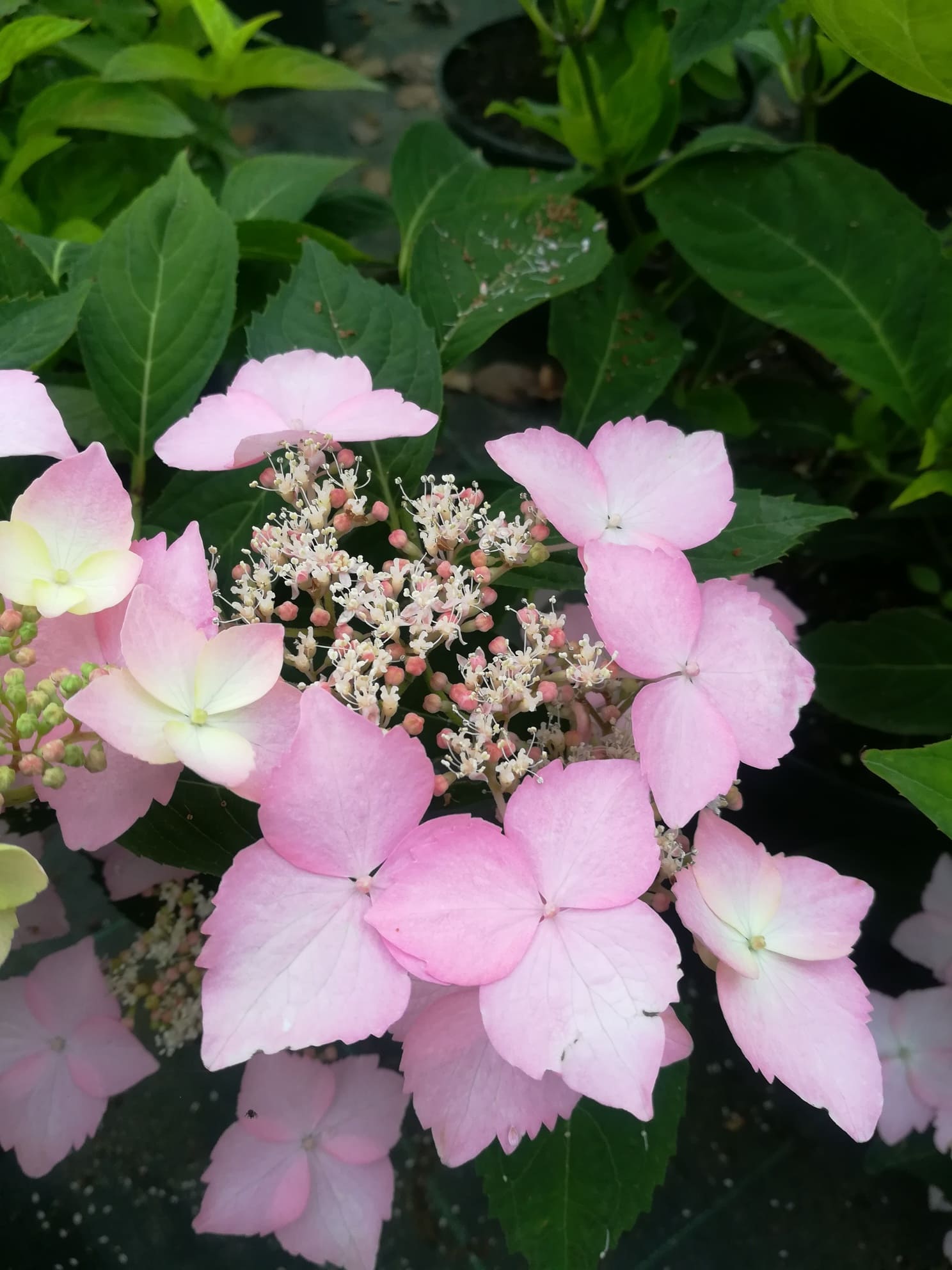 Les Hortensias du Haut Bois Water saphir hortensia serrata godet