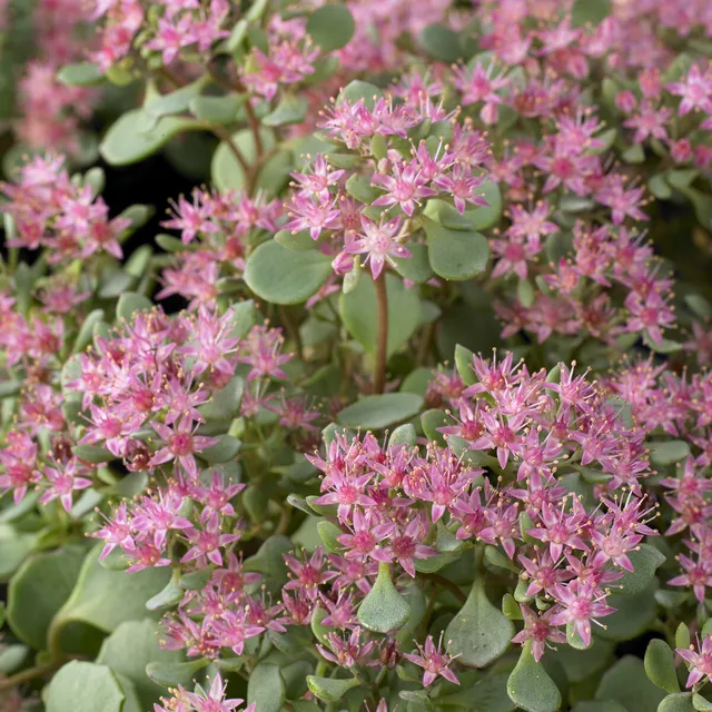 Bakker Sedum Lidakense orpin rose pot Ø 9cm