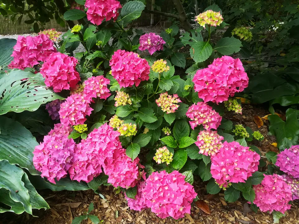 Les Hortensias du Haut Bois Brugg hortensia boule pot 3L