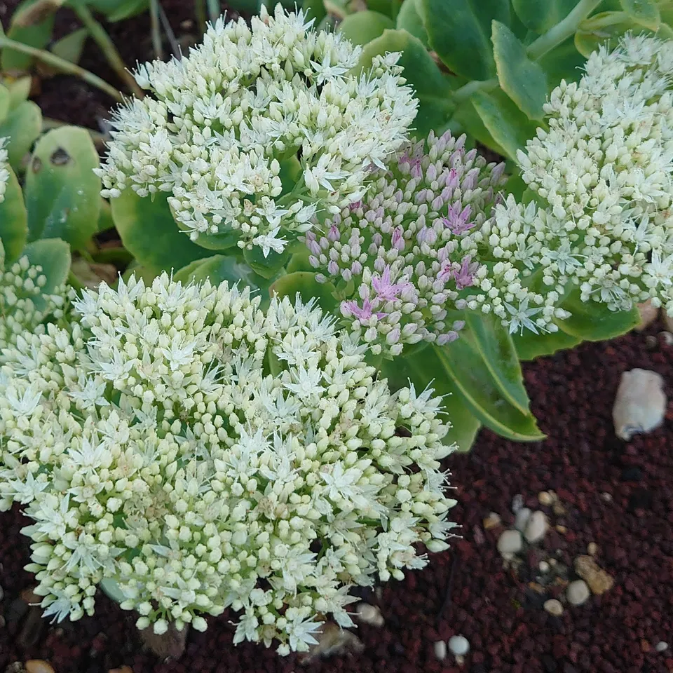 Passion Vivaces Sedum spectabilis Iceberg plante vivace pot 1L blanc