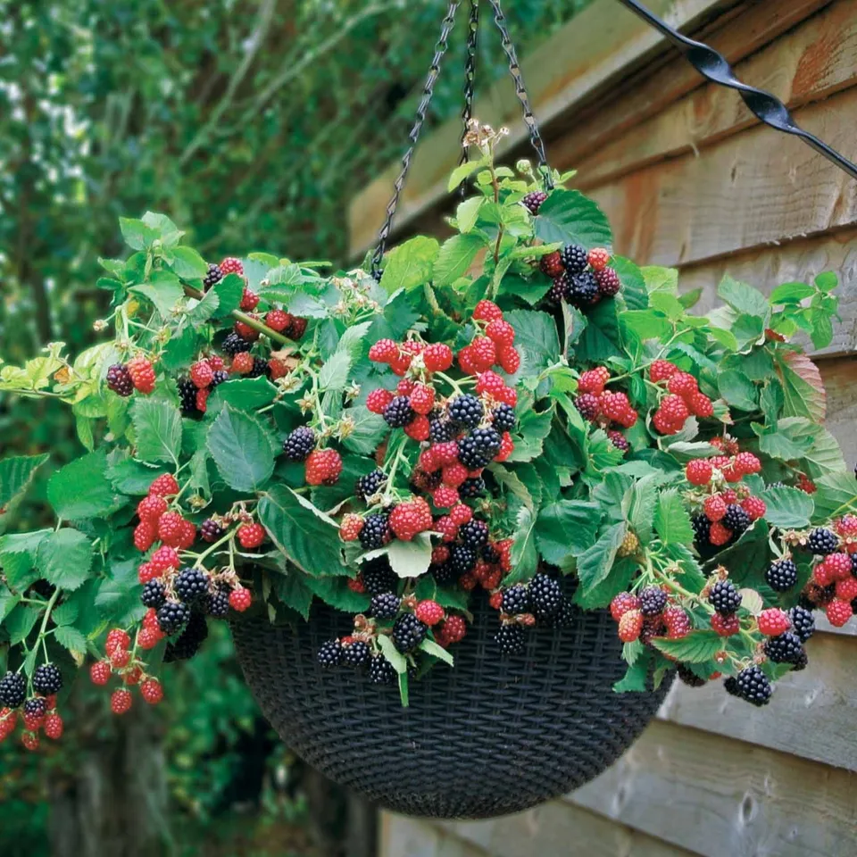 Bakker Fruitiers Mûrier Cascade noire pot 0.8L