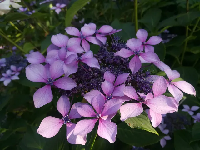 Les Hortensias du Haut Bois Claudie hortensia macrophylla godet