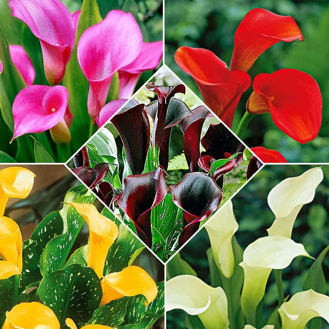 Bakker Arums mélange bulbes sachet 5 multicolore