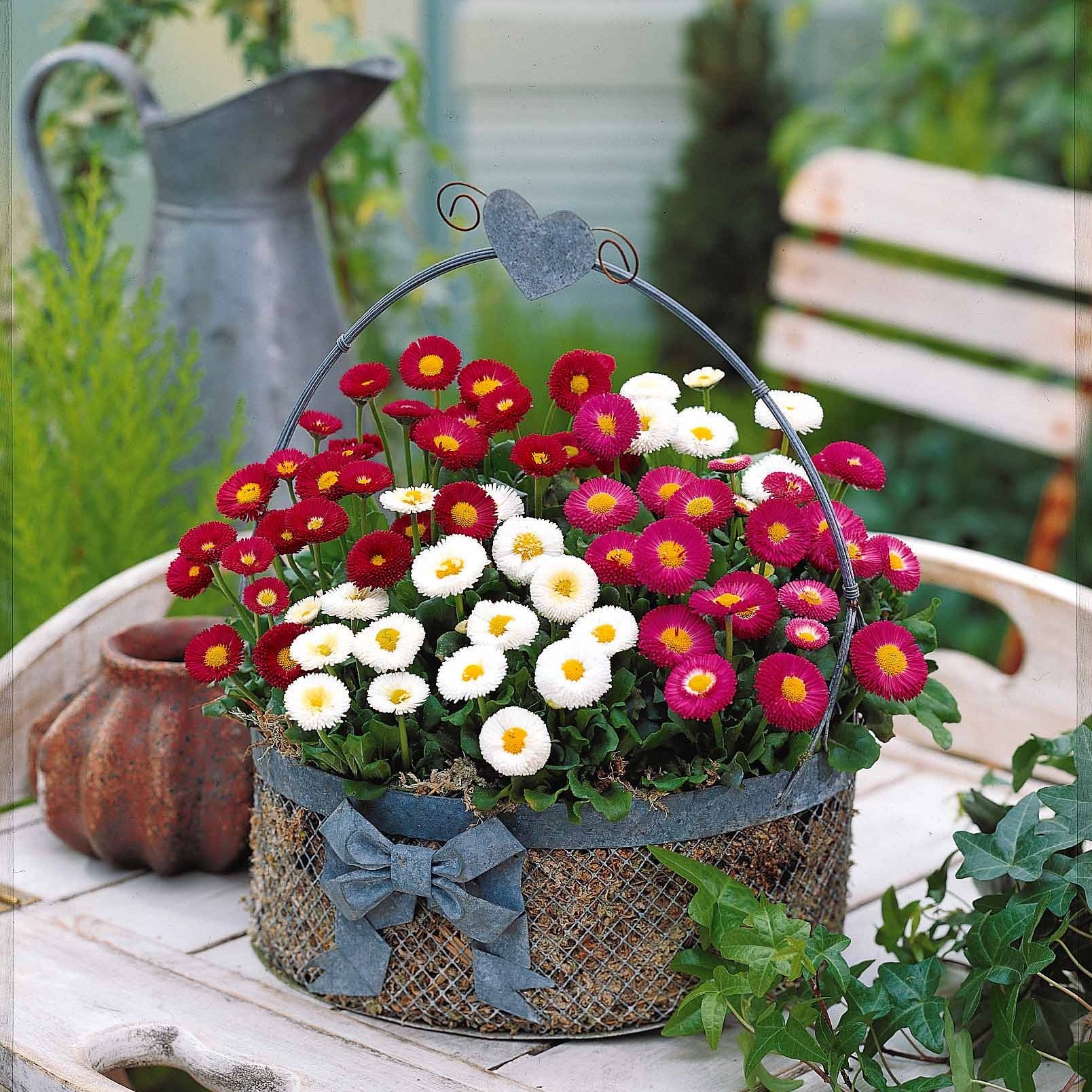 Bakker Pâquerettes en mélange plante vivace 2 pots Ø 9cm multicolore