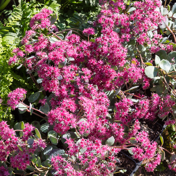 Bakker Sieboldii orpin retombant vivace pot 9cm rose