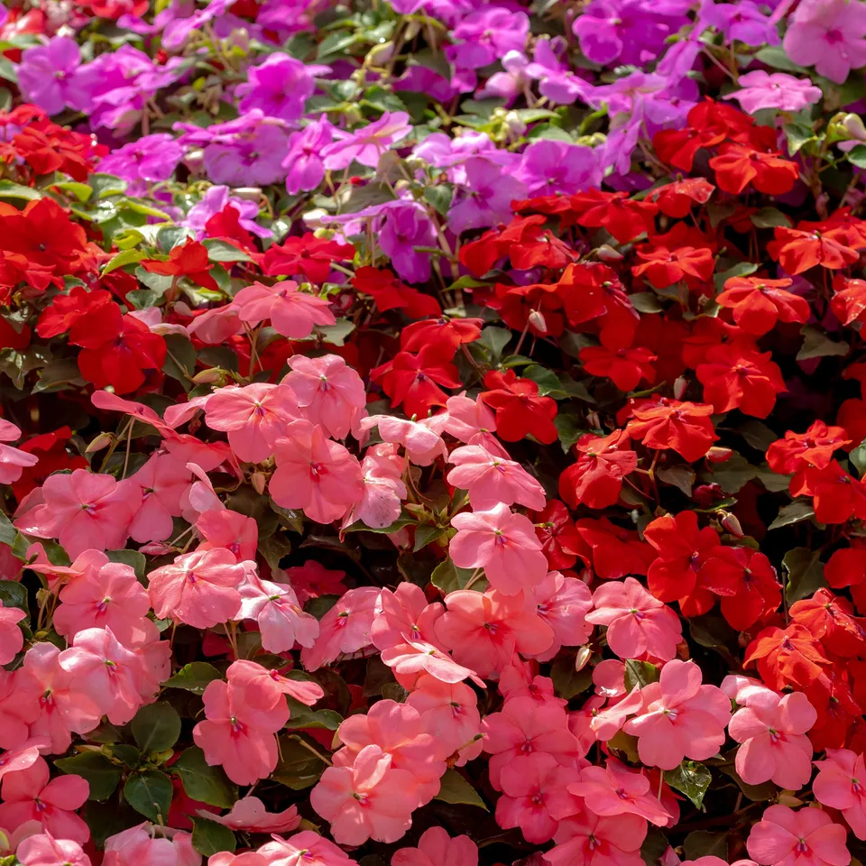Bakker Impatiens Colour Cocktail impatiens 100 graines mélange