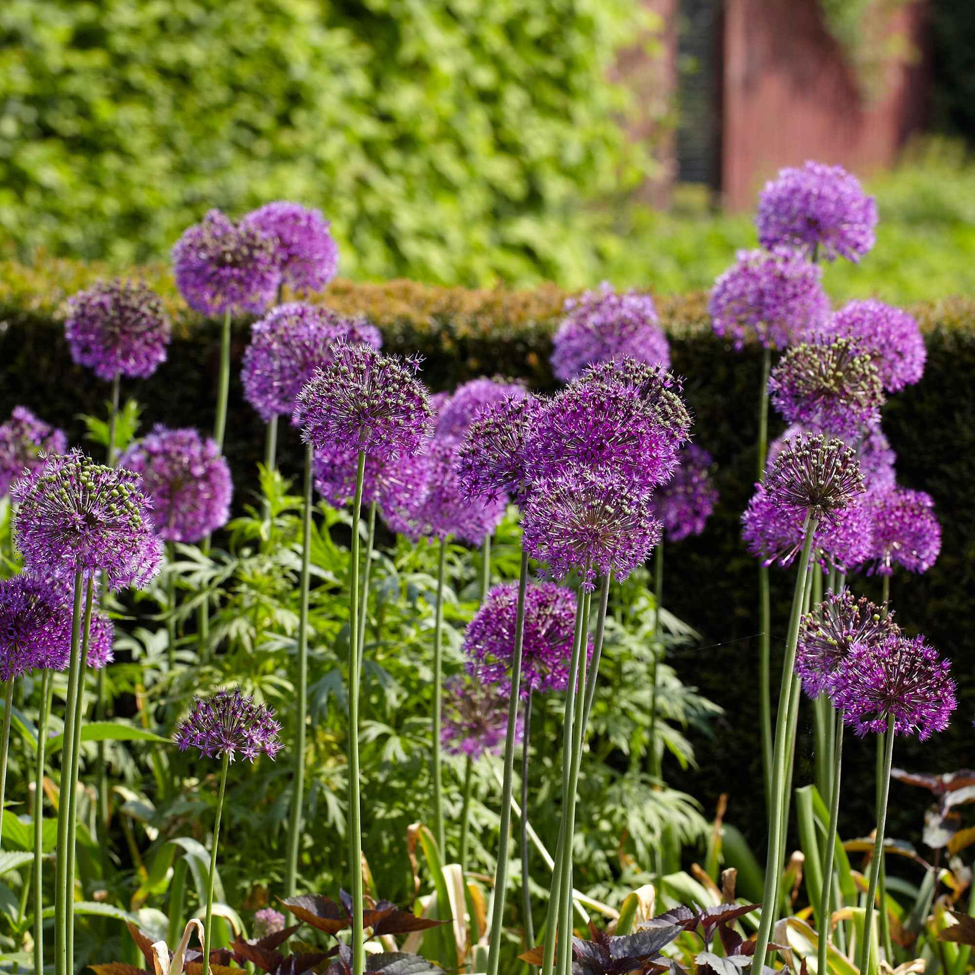 Bakker Purple Sensation allium bulbes sachet 10 violet 90cm