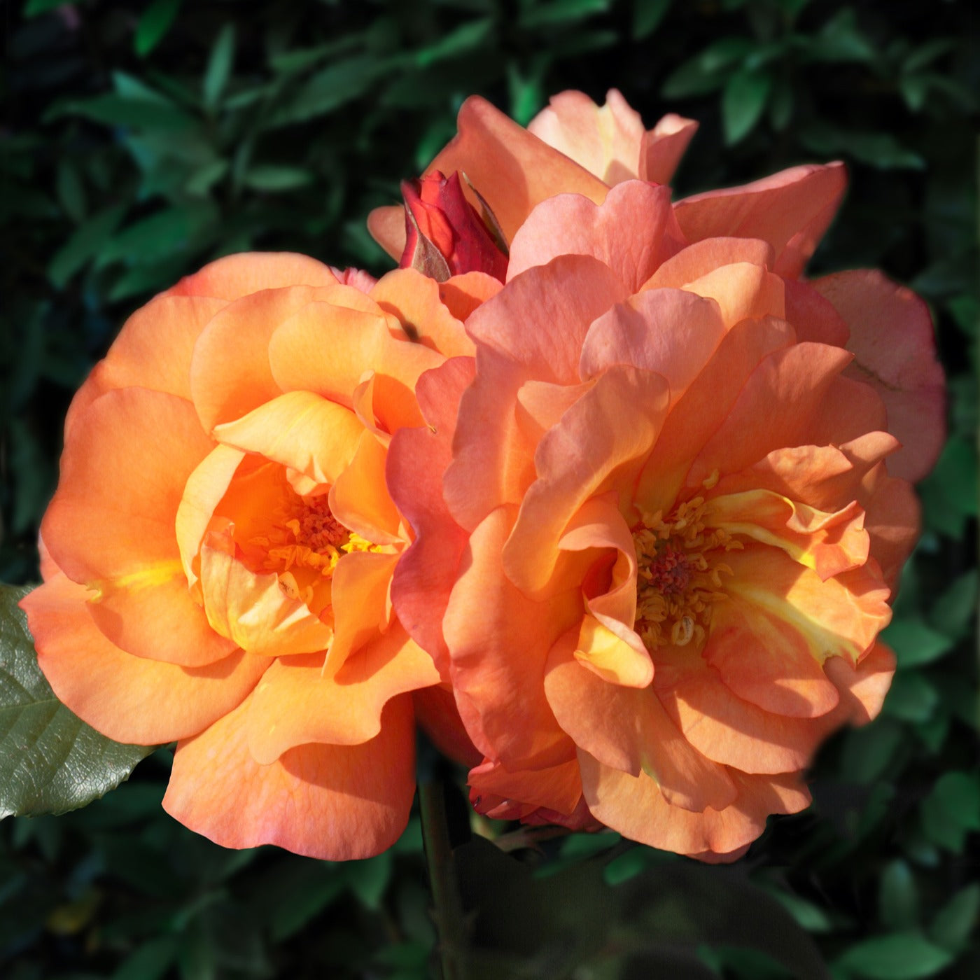 Bakker Rosier Westerland arbuste orange racine nue parfumé
