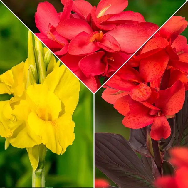 Bakker Canna en mélange bulbes couleurs sachet 5 calibre I