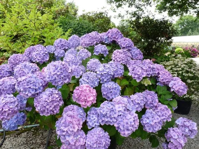 Les Hortensias du Haut Bois Marechal Foch hortensia fleurs rondes
