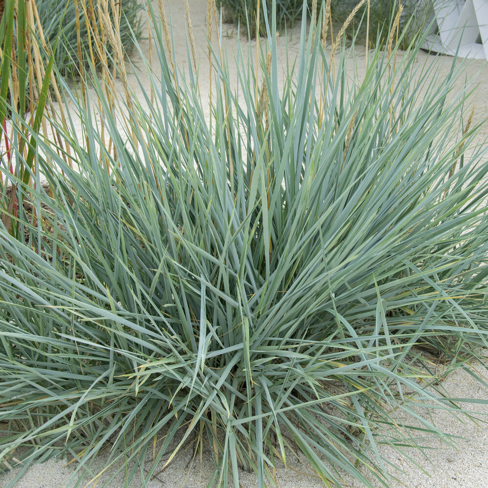Bakker Seigle de mer Blue Dune graminée pot 9cm feuillage bleu