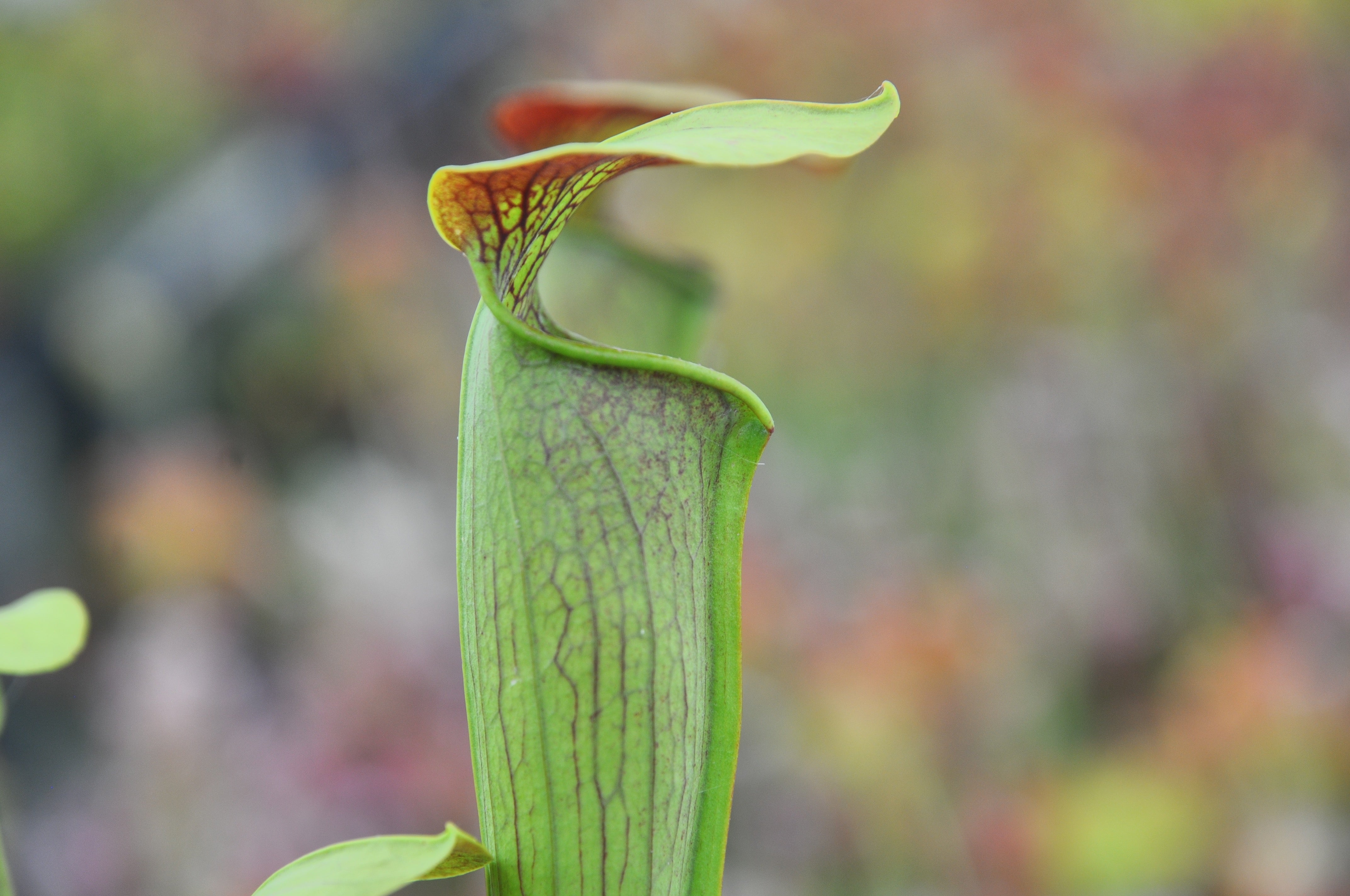 Carniflore Sarracenia alata rubrioperculata plante carnivore pot 11cm