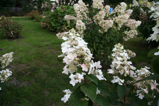 Les Hortensias du Haut Bois Burgundy Lace hortensia paniculata