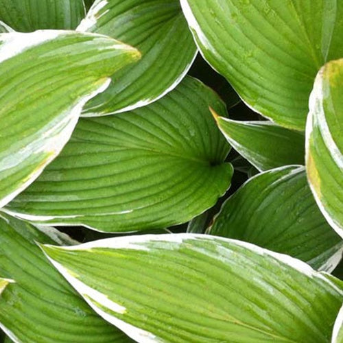 Bakker White On hosta vivace pot 9cm panaché