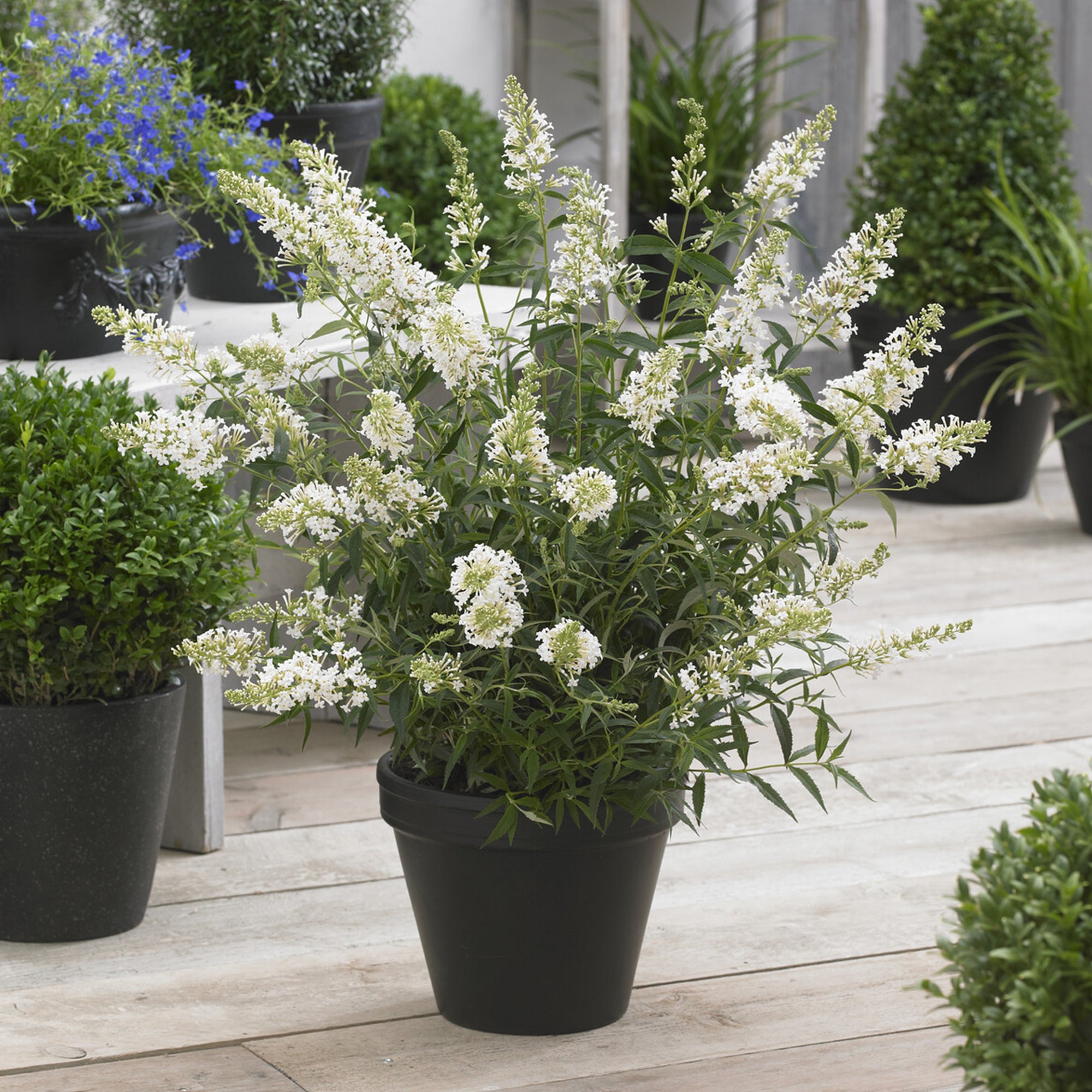 Bakker Buddleia Snow White arbuste nain blanc pot Ø 9cm