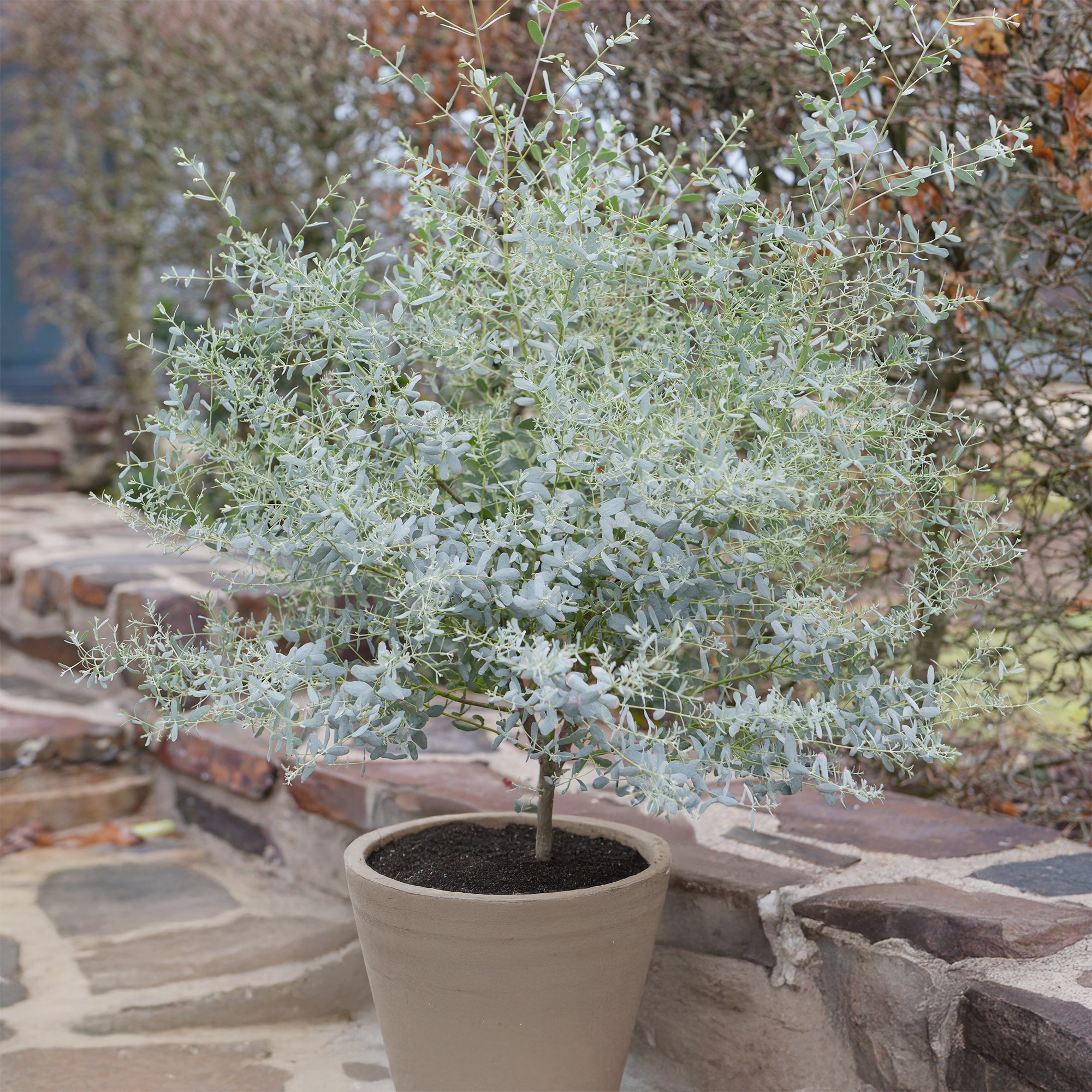 Bakker Eucalyptus gunnii France Bleu arbuste pot 1,3L 20-30cm