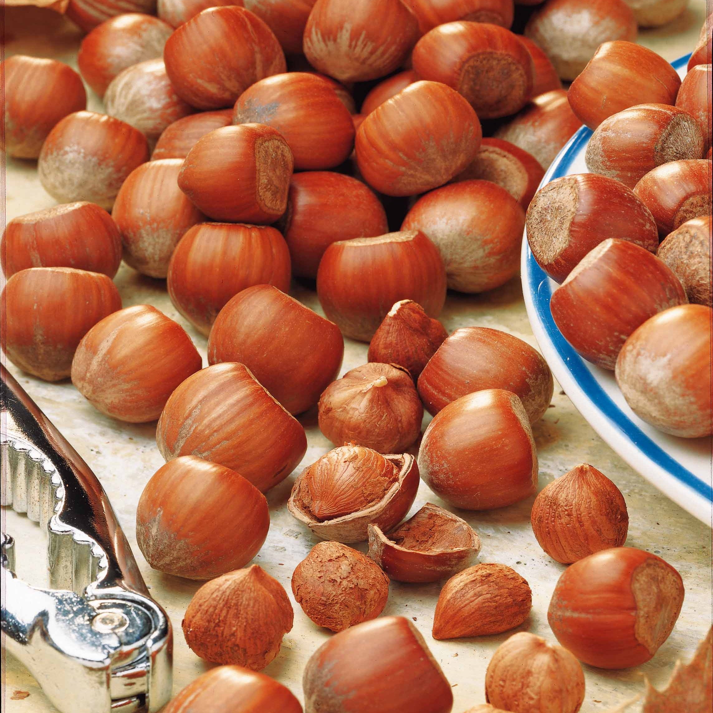 Bakker Fruitiers Noisetier vert fruitier pot 2L autofertile