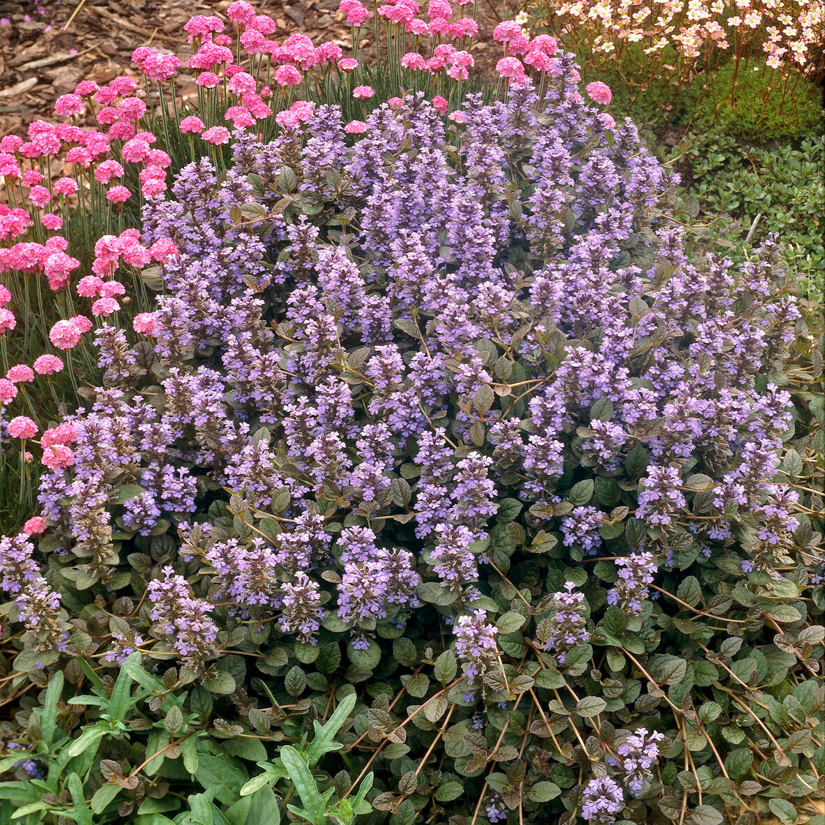 Bakker Bugle rampante Atropurpurea pot Ø9cm couvre-sol pourpre