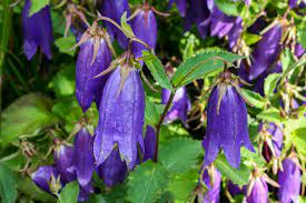 Passion Vivaces Campanula Sarastro campanule bleue pot 1 L