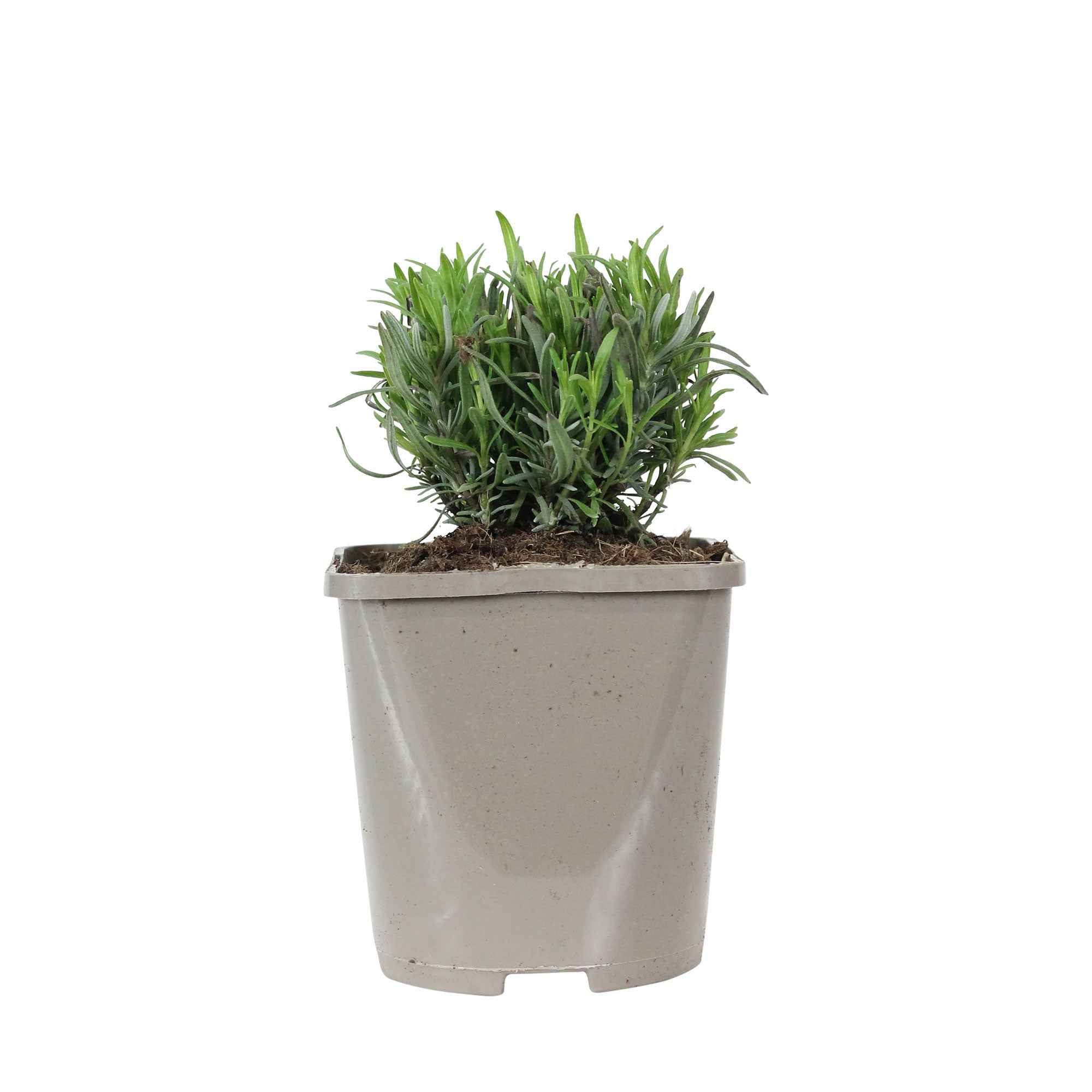 Bakker Lavande Rosea arbuste rose 2 pots Ø9cm