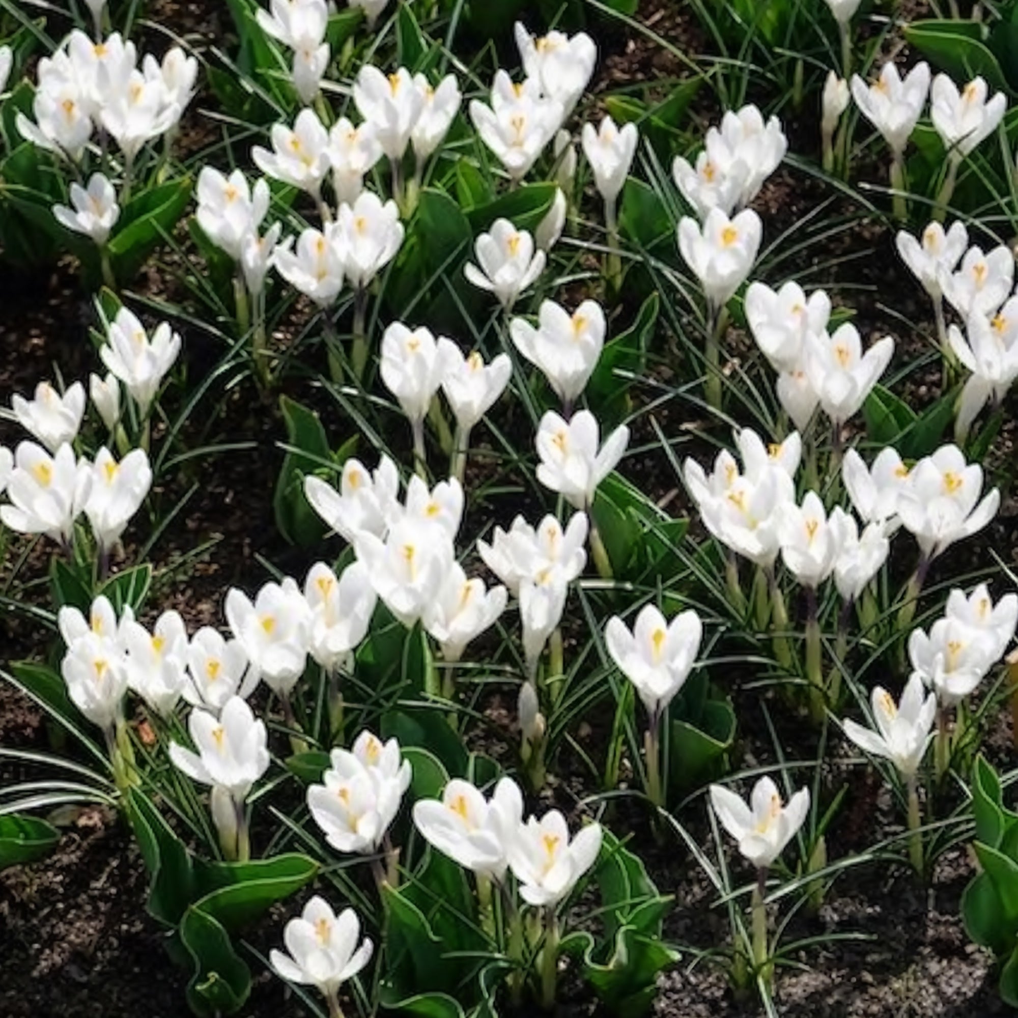 Bakker Jeanne d'Arc crocus blanc sachet 15 bulbes
