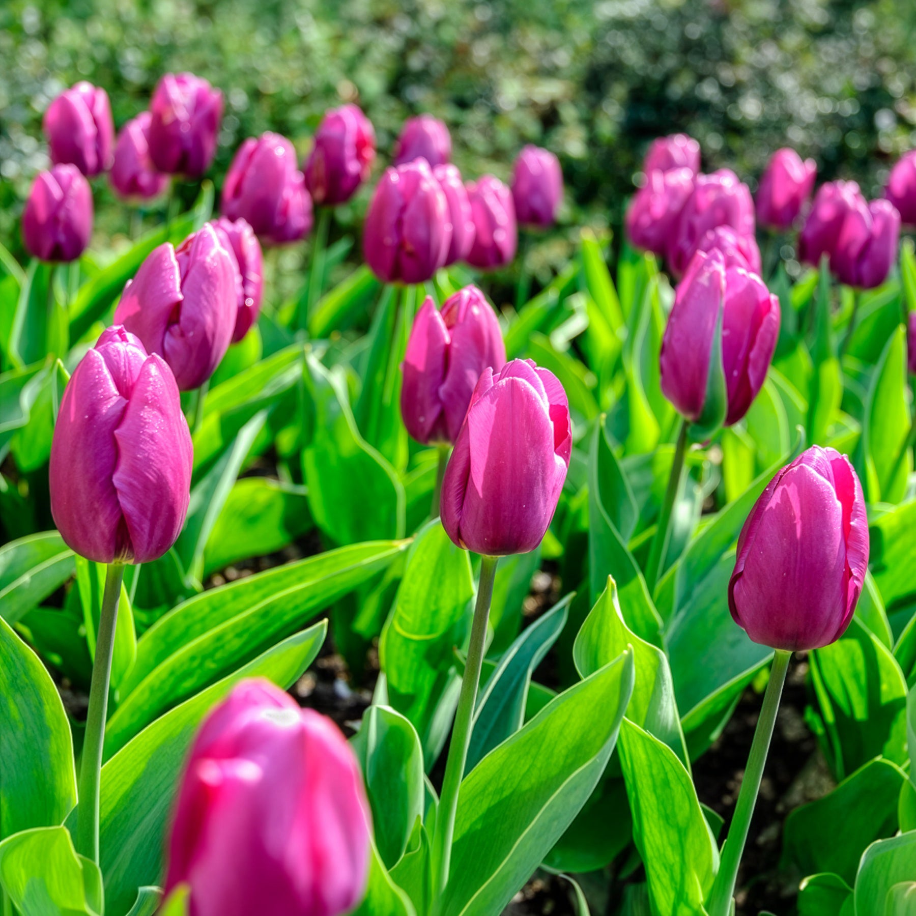 Bakker Bulbes de printemps massif sachet 28 bulbes