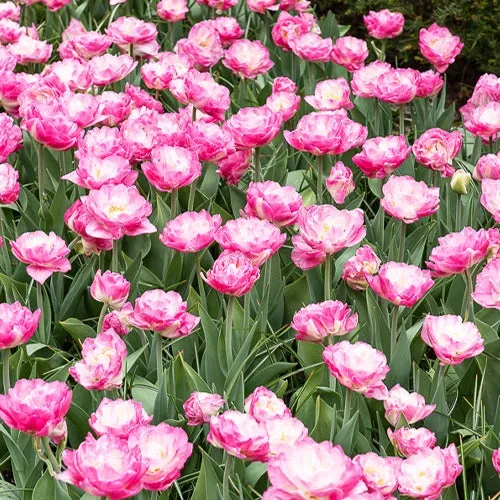 Bakker Tulipe Pompon rose pivoine 10 bulbes 11-12cm