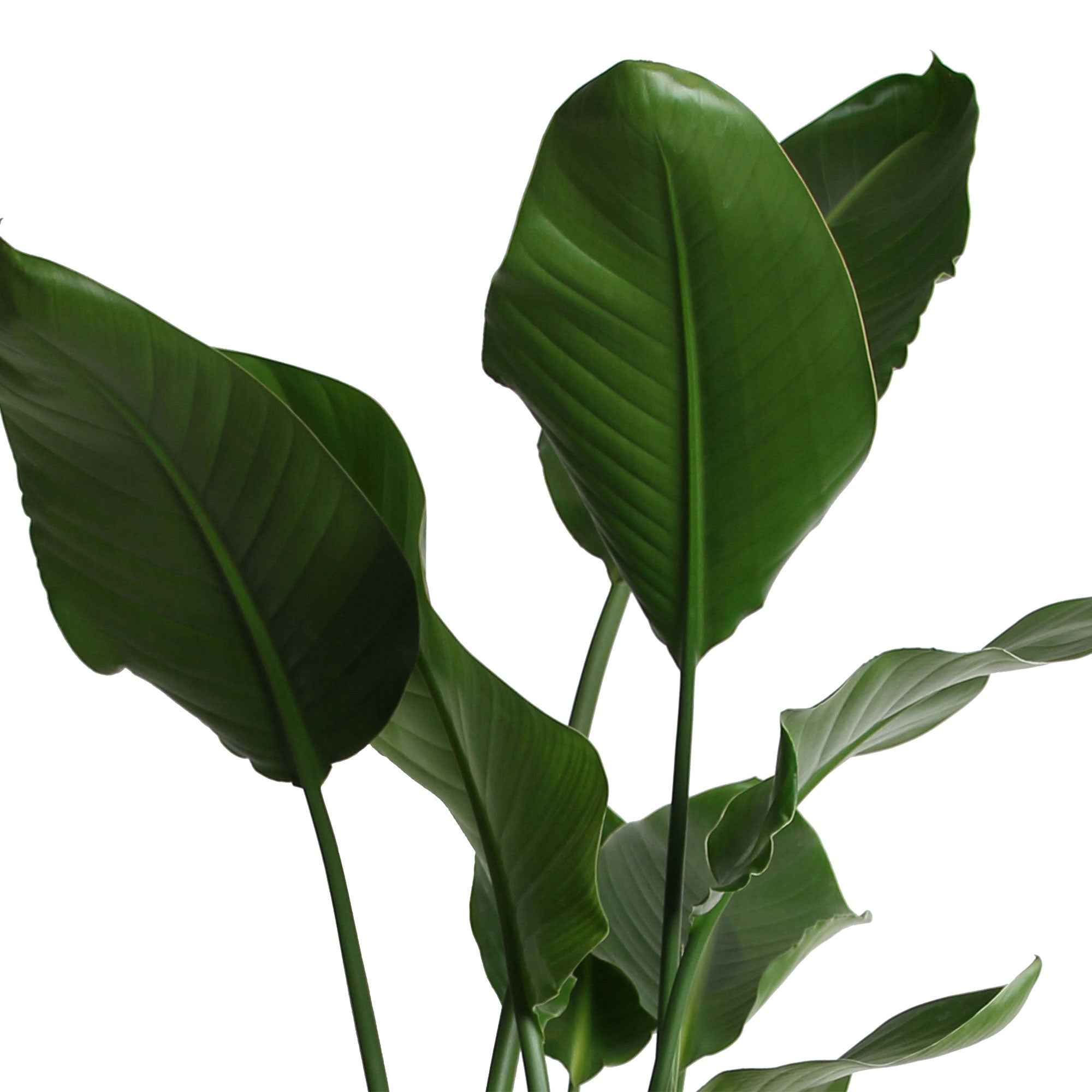 Bakker Strelitzia nicolai plante verte pot Ø19cm 75-100cm