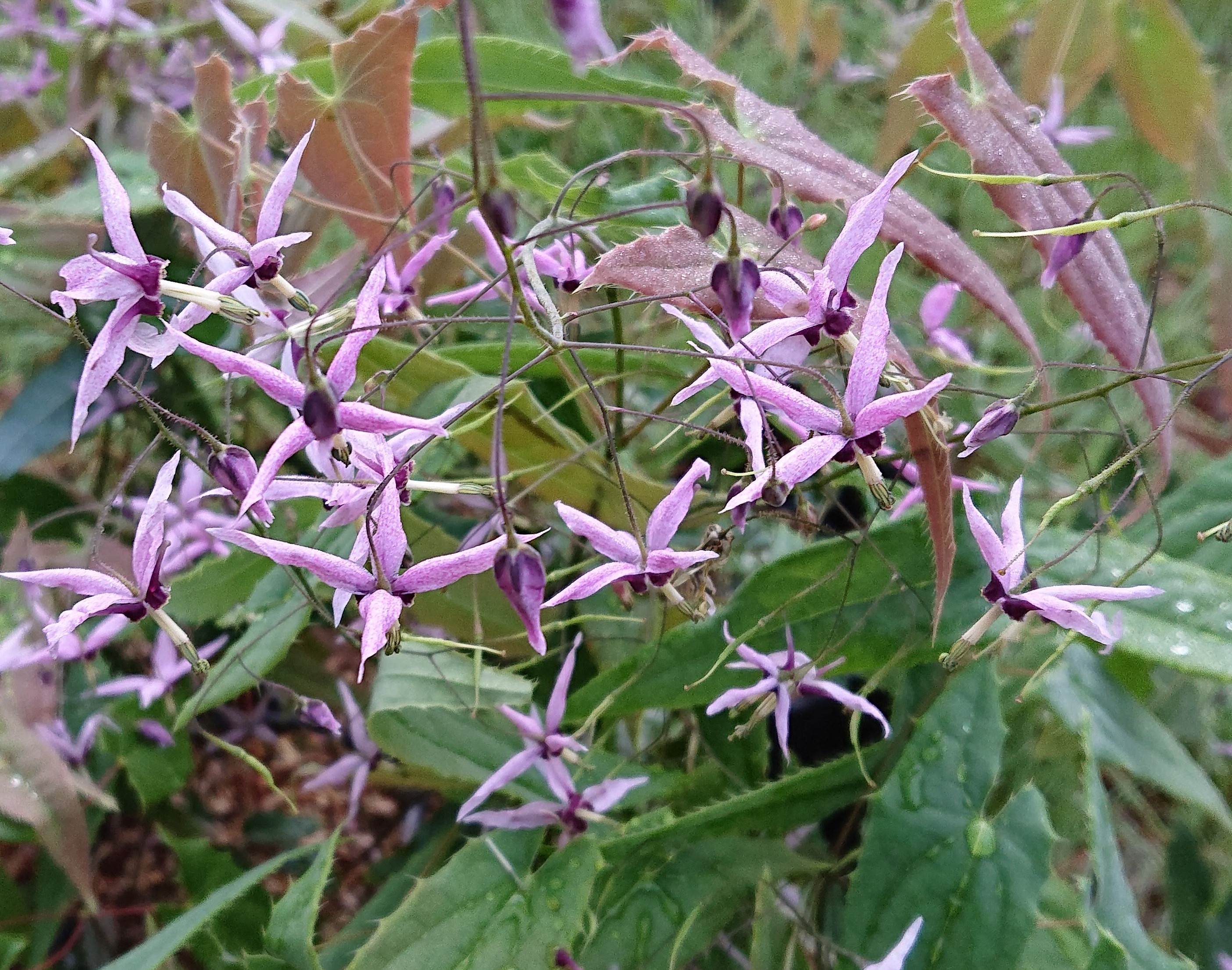 Passion Vivaces Epimedium plante couvre-sol pot 1 litre ombre