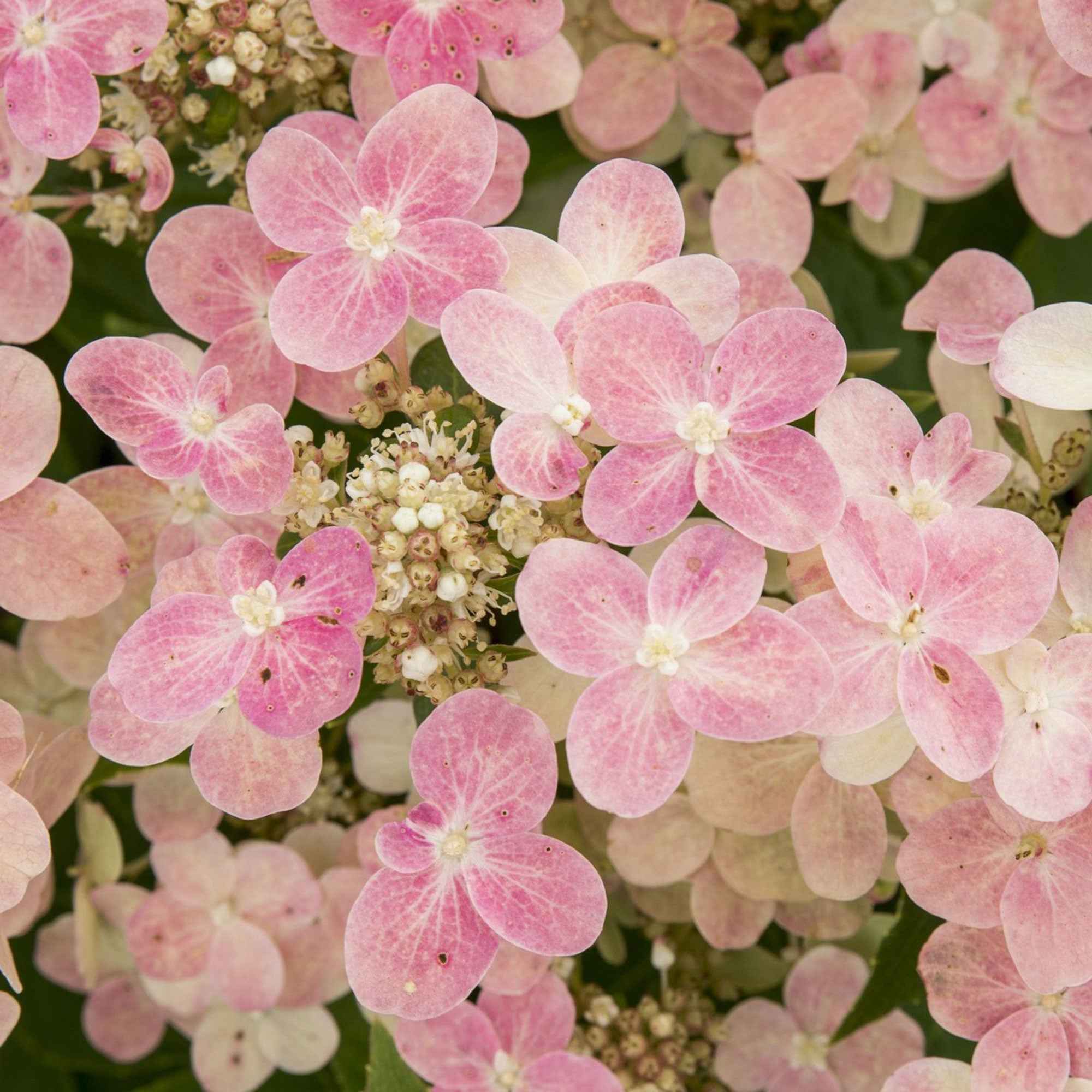 Bakker Hortensia Switch Ophelia arbuste pot 3L blanc rose
