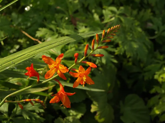 Passion Vivaces Crocosmia Venus plante vivace godet orange jaune