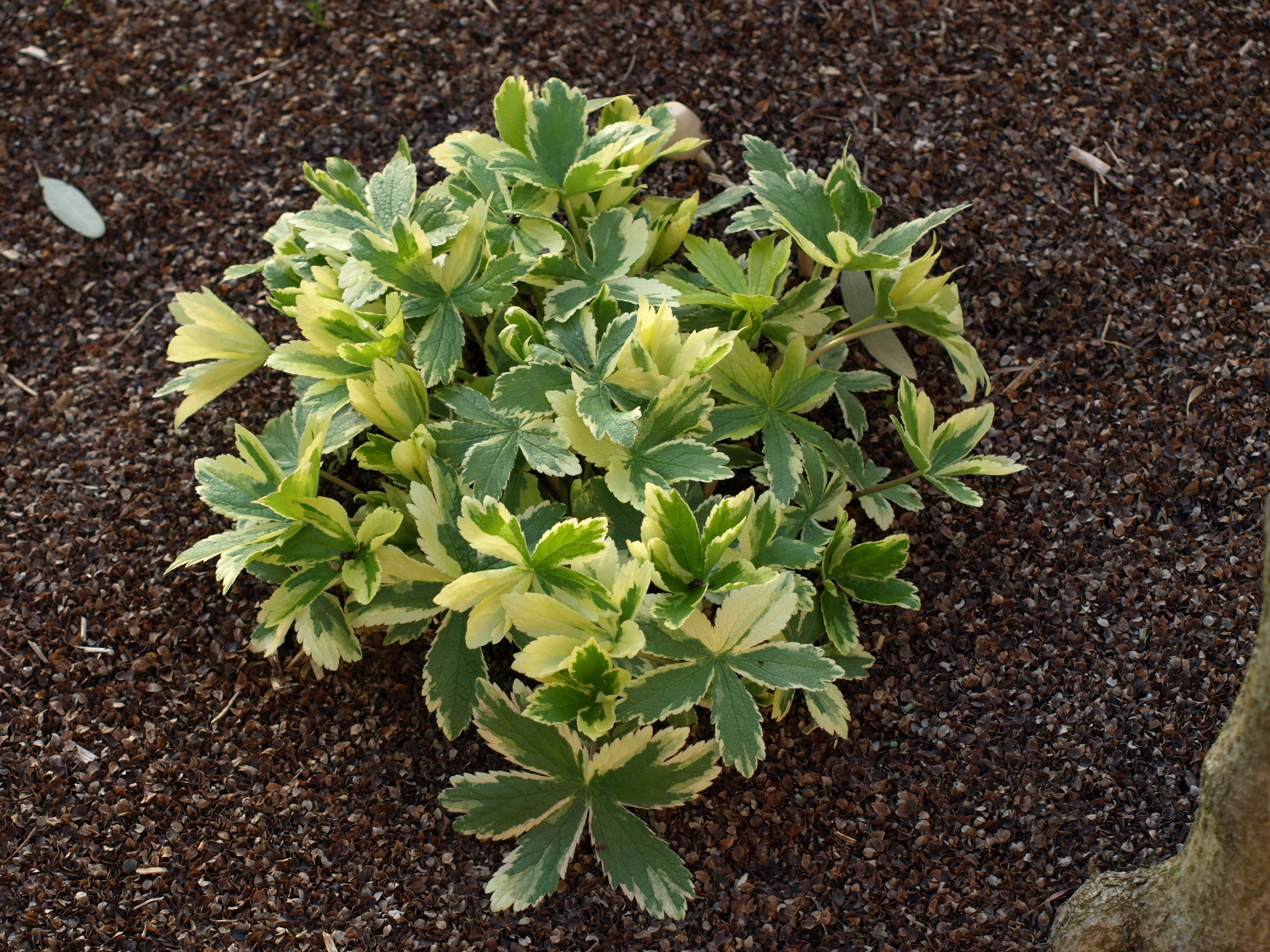 Passion Vivaces Astrantia major Sunningdale Variegata vivace godet