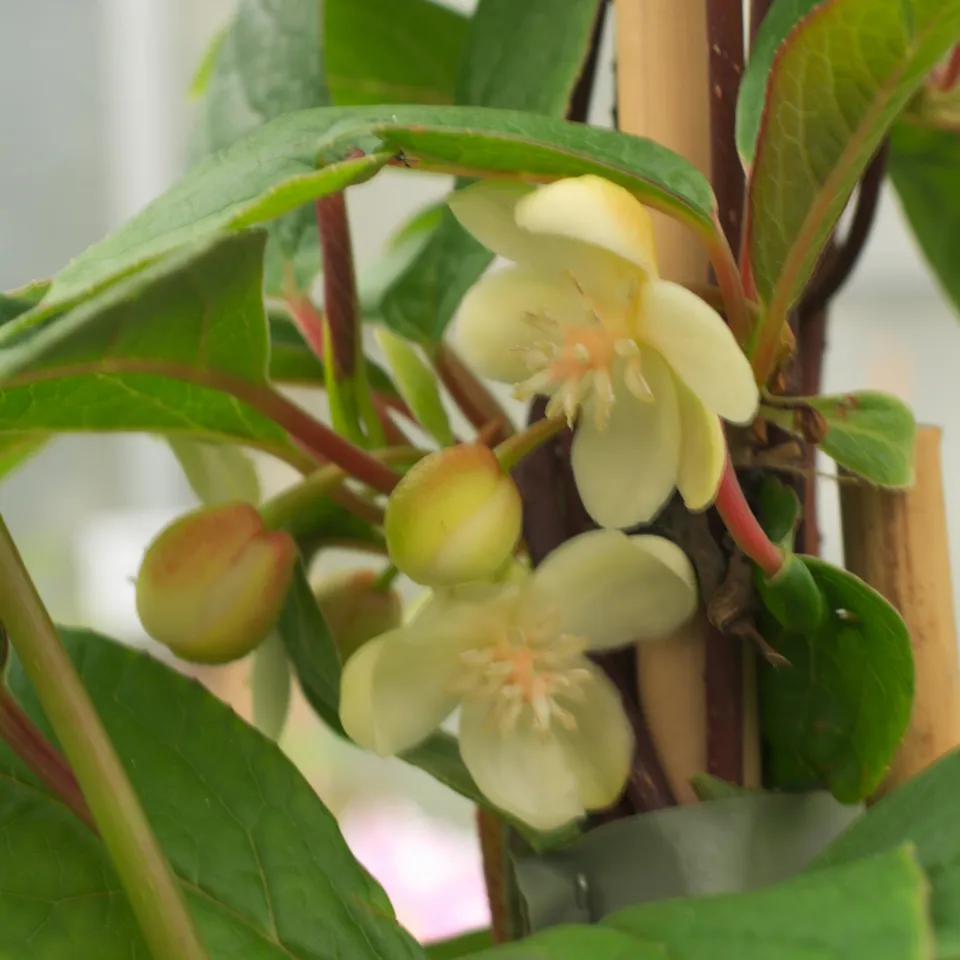 Bakker Magnolia grimpant Schisandra plante grimpante pot 1,5L rose