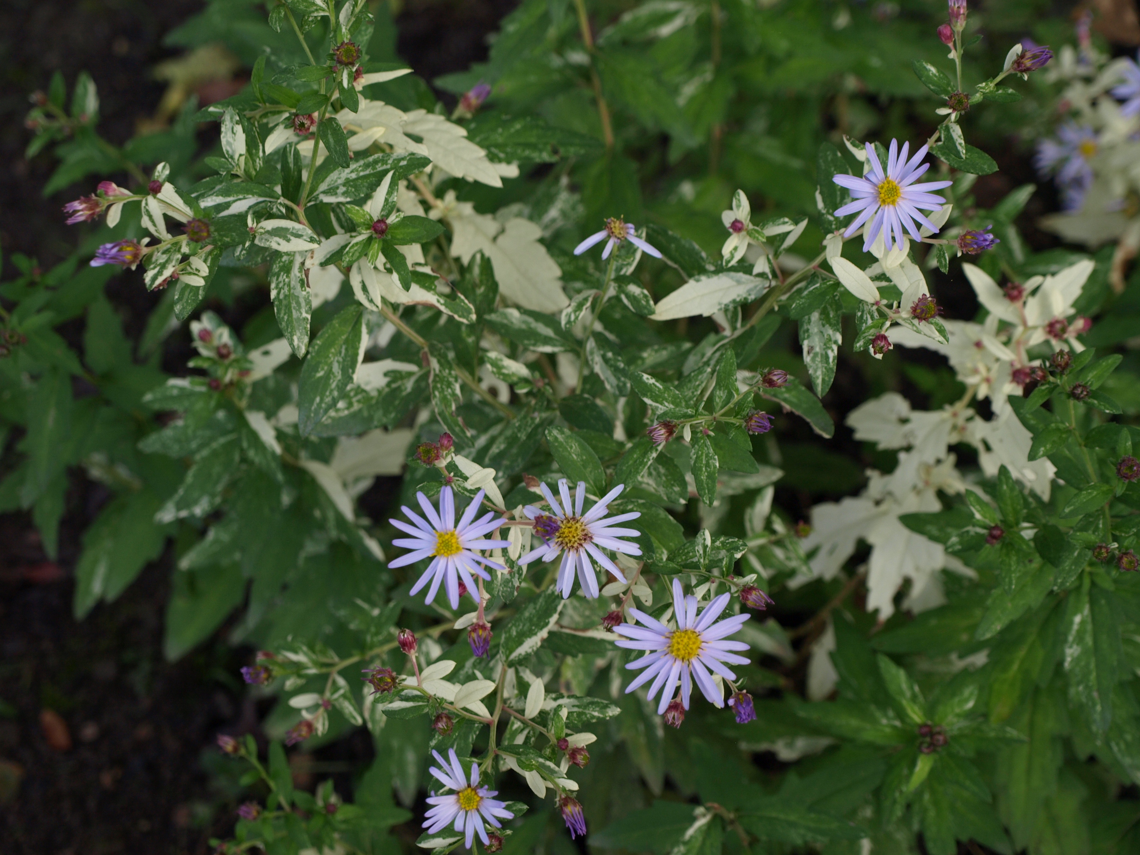 Passion Vivaces ASTER ovatus Hakikomi Fu aster pot 1L panaché
