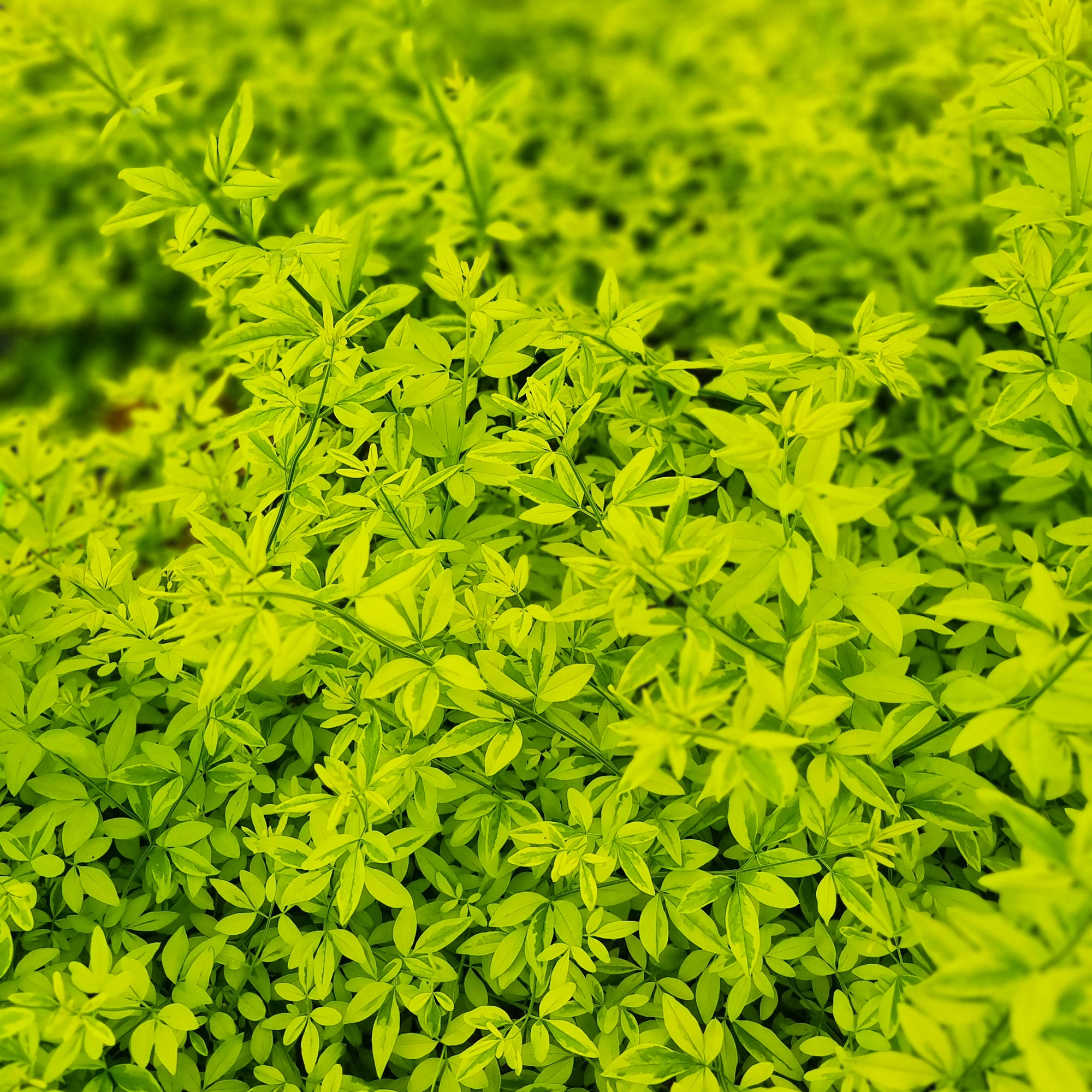 Bakker Jasmin primevère Gold Touch grimpant 1,5L 55-65cm jaune