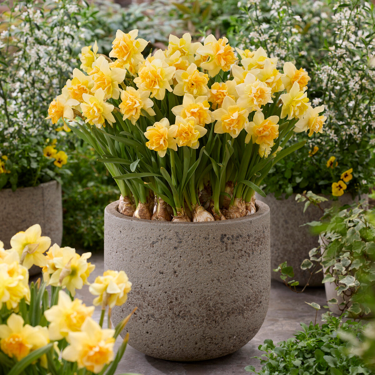 Bakker Narcisse Growers Beauty bulbes double sachet 10 crème