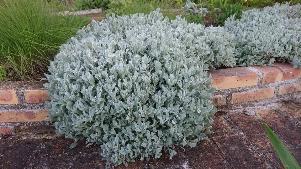 Passion Vivaces Chrysanthemum haradjanii plante godet argenté