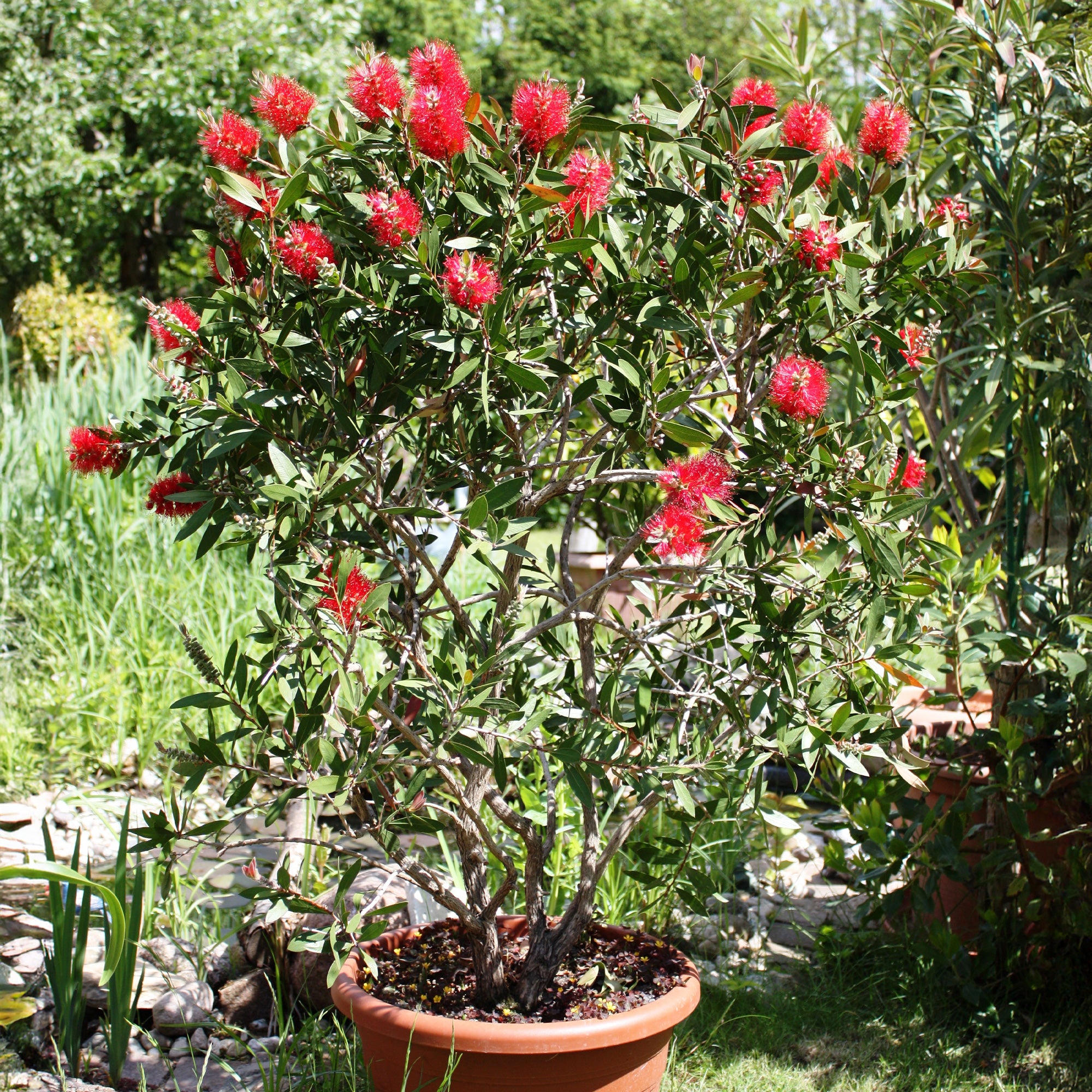 Bakker Rince-bouteille arbuste pot 2L rouge 30-40cm