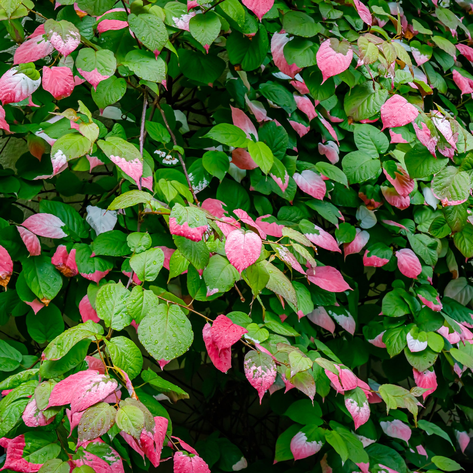 Bakker Kiwi panaché Actinidia 1.5L 40-50cm grimpante