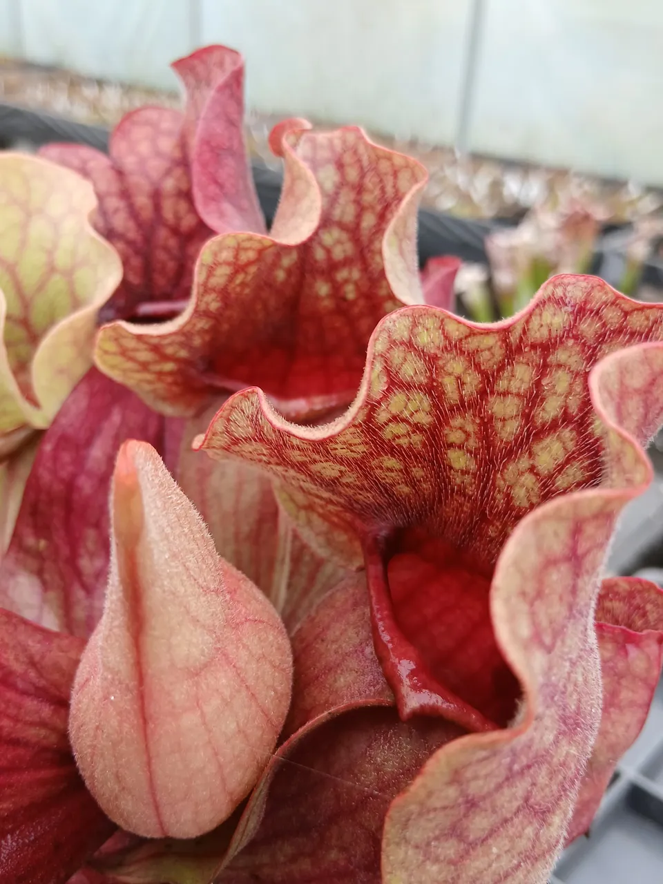Carniflore Sarracenia purpurea venosa carnivore 1 pousse