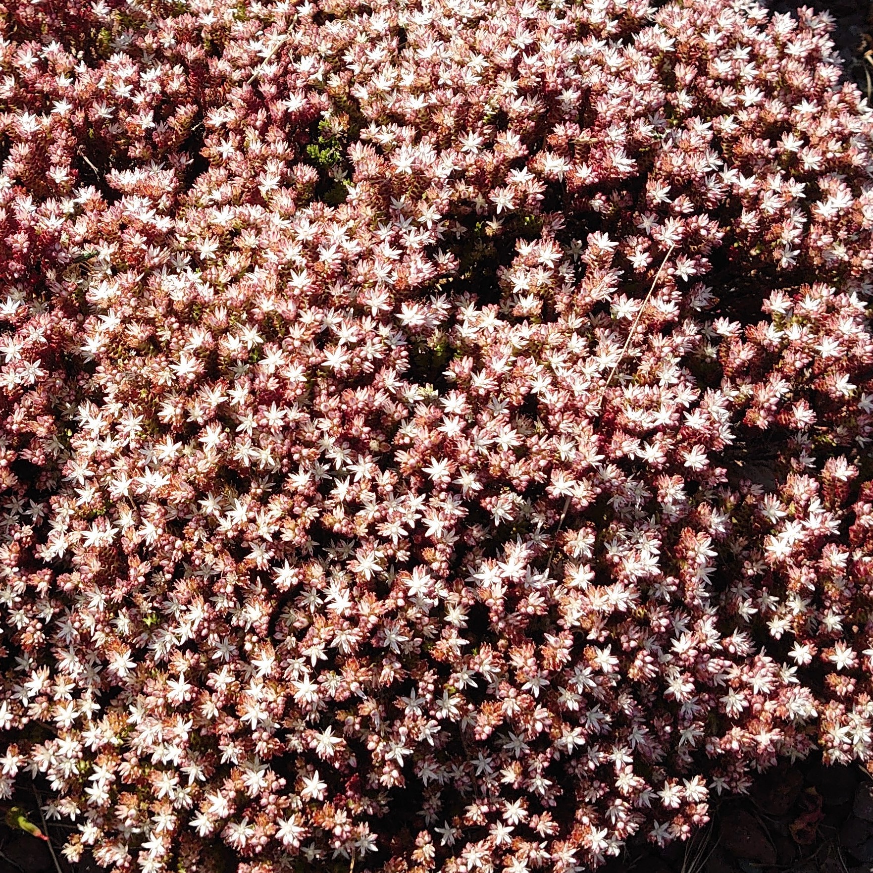 Passion Vivaces Sedum moranense orpin pot 1L feuillage rouge
