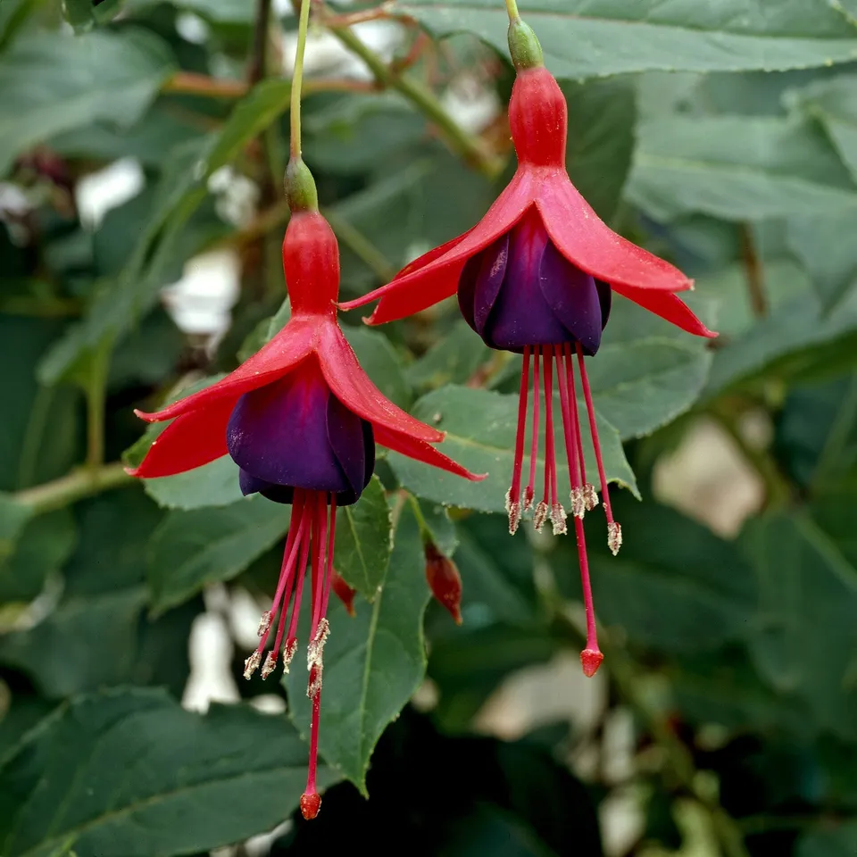 Bakker Fuchsia Mrs Popple plante terrasse pot Ø9cm rouge