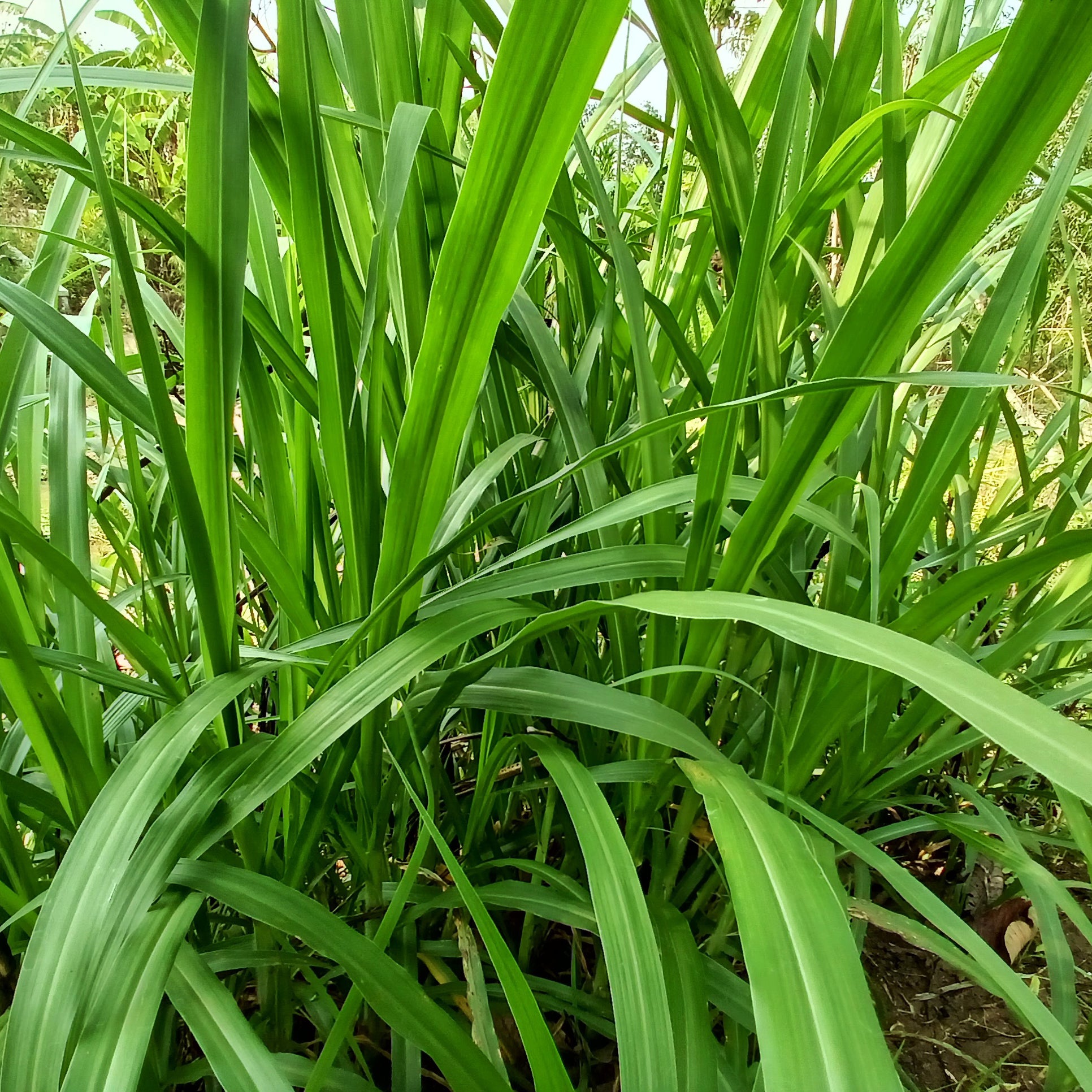 Bakker Carex pendula laîche pendante pot Ø9cm persistante
