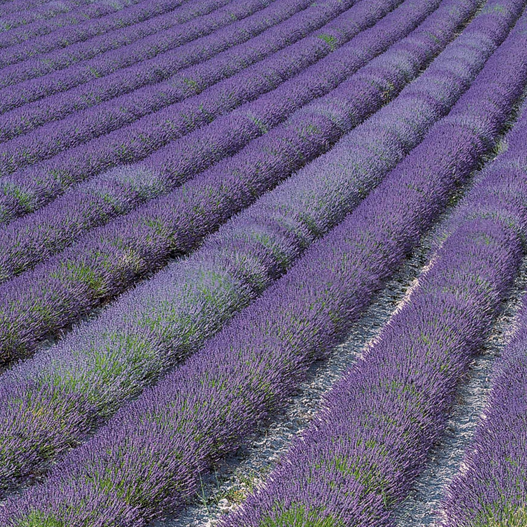Bakker Lavande de Grasse Grosso lavande pot 8cm violet