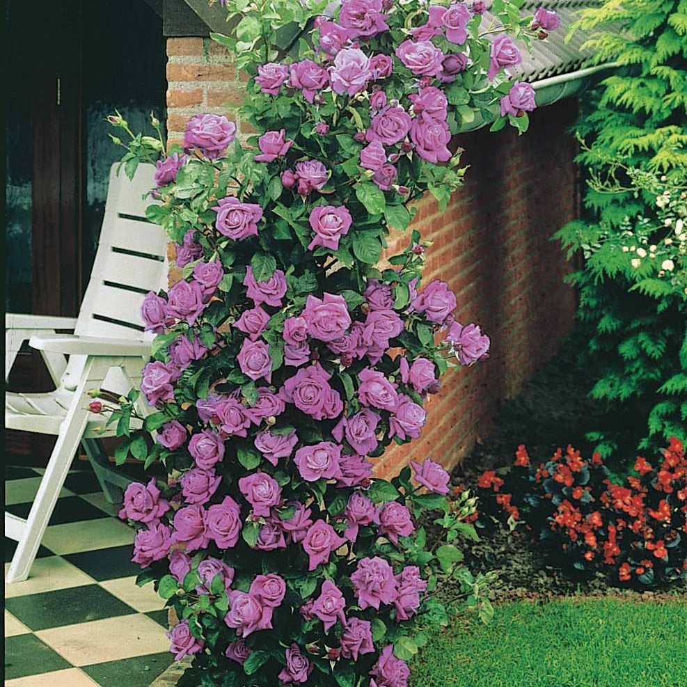 Bakker Indigoletta rosier grimpant racine nue violet